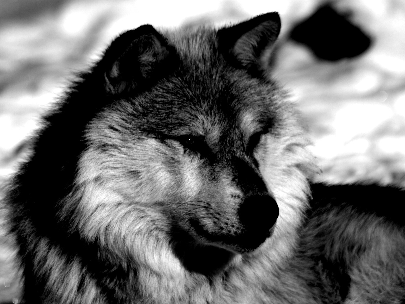 Лайка на снегу обои