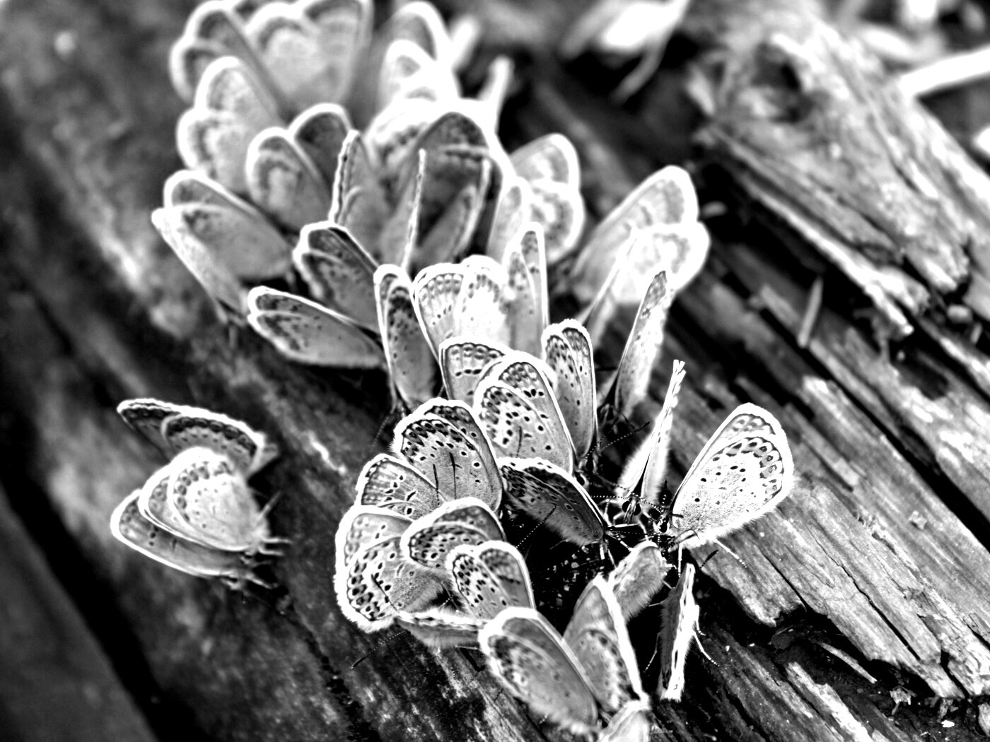 Голубые бабочки обои