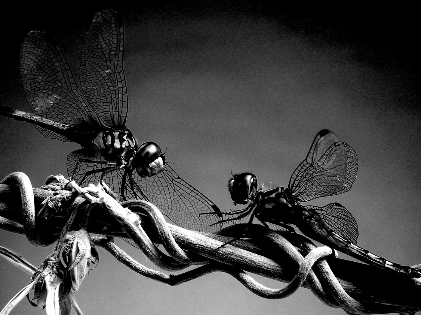 Две стрекозы обои