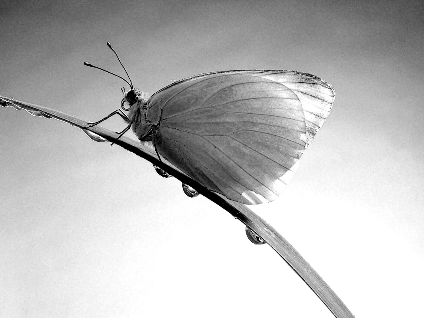 Жёлтая бабочка на стебельке обои