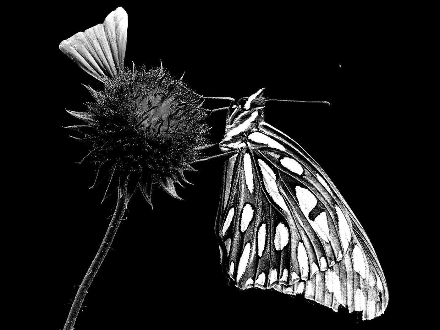 Бабочка на цветке обои