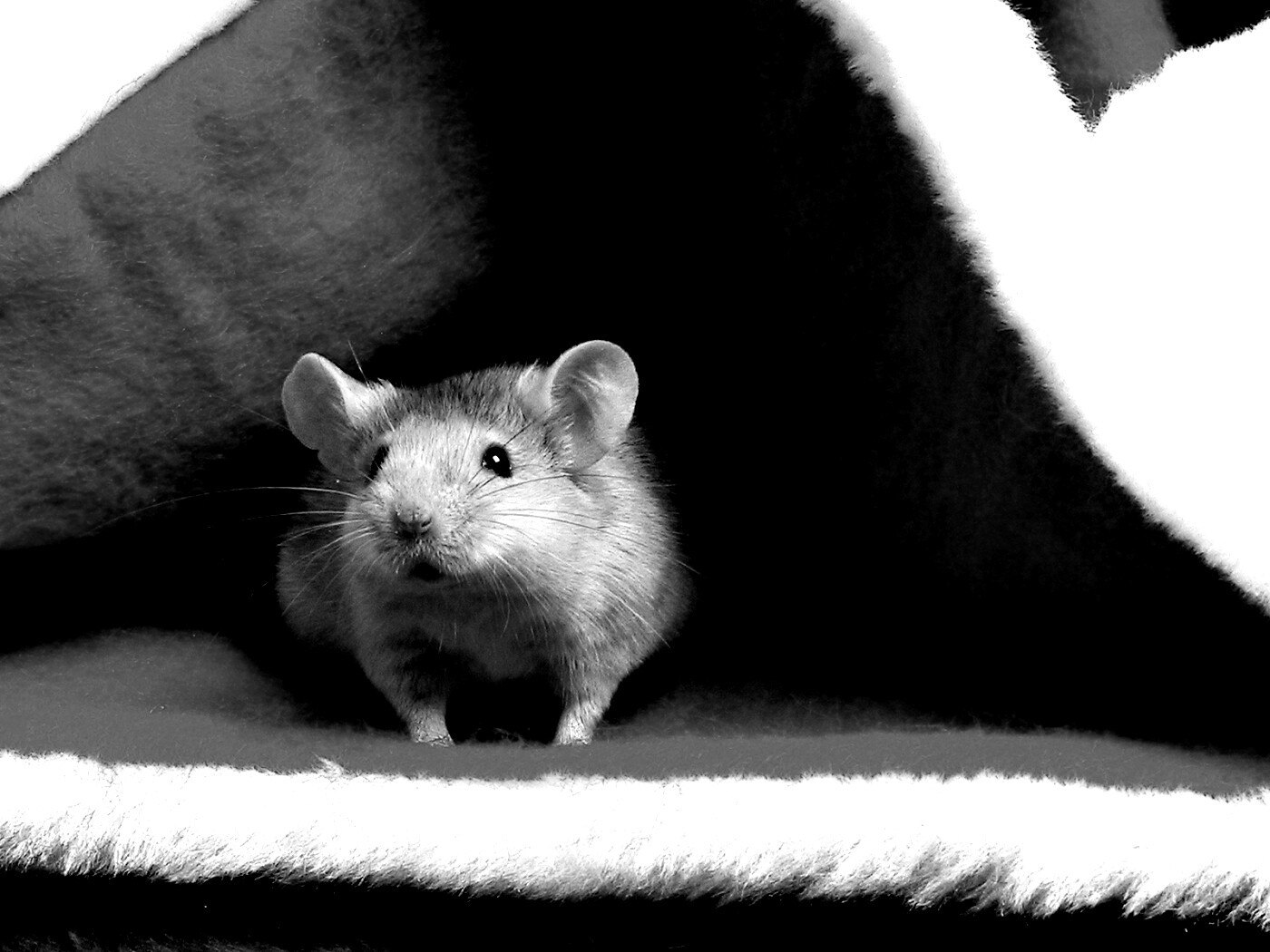 Толстый новогодний мышонок обои