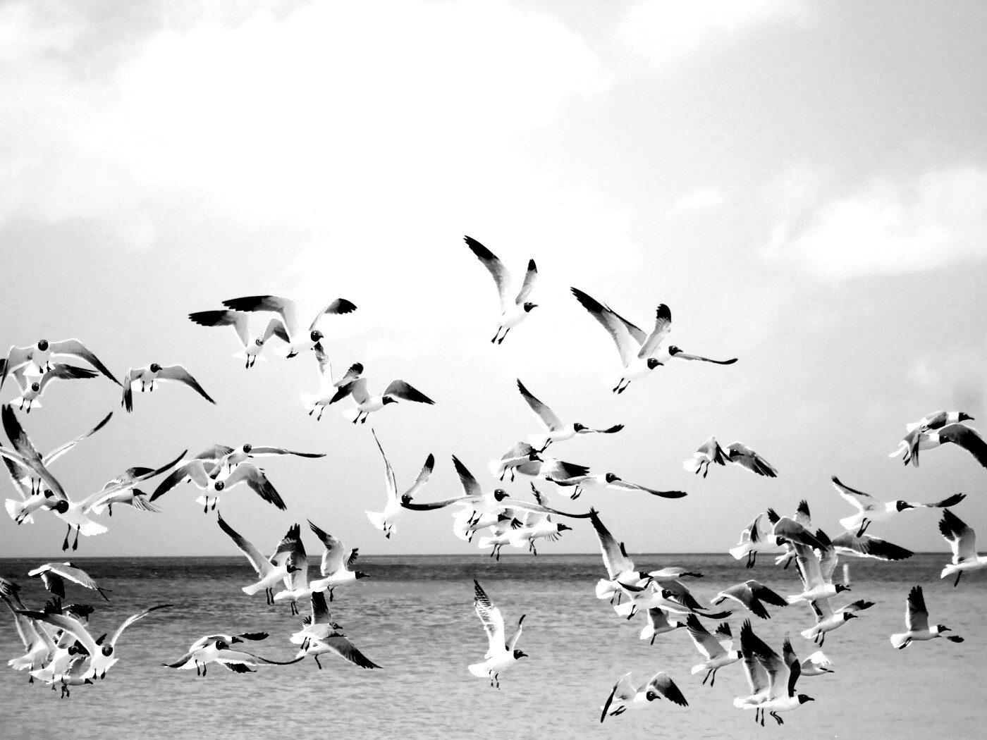 Стая взлетающих чаек обои