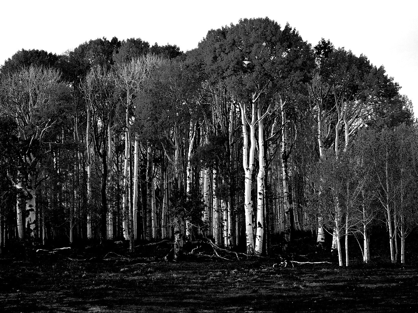 Пожелтевшая березовая роща обои