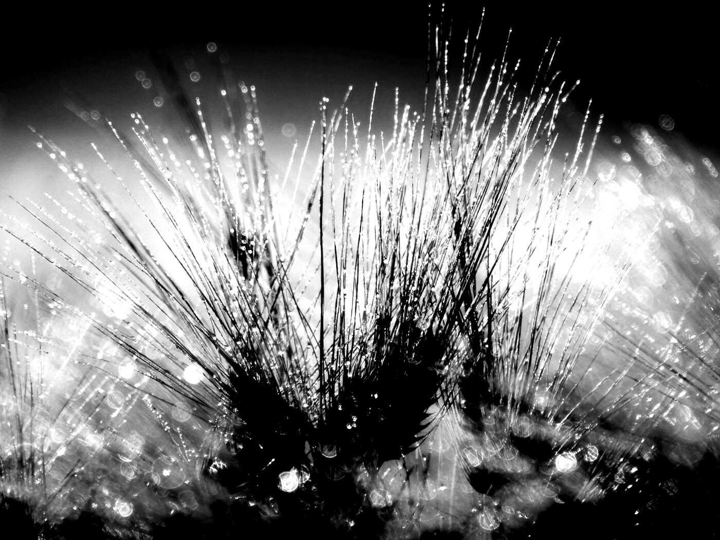 Трава на солнце обои