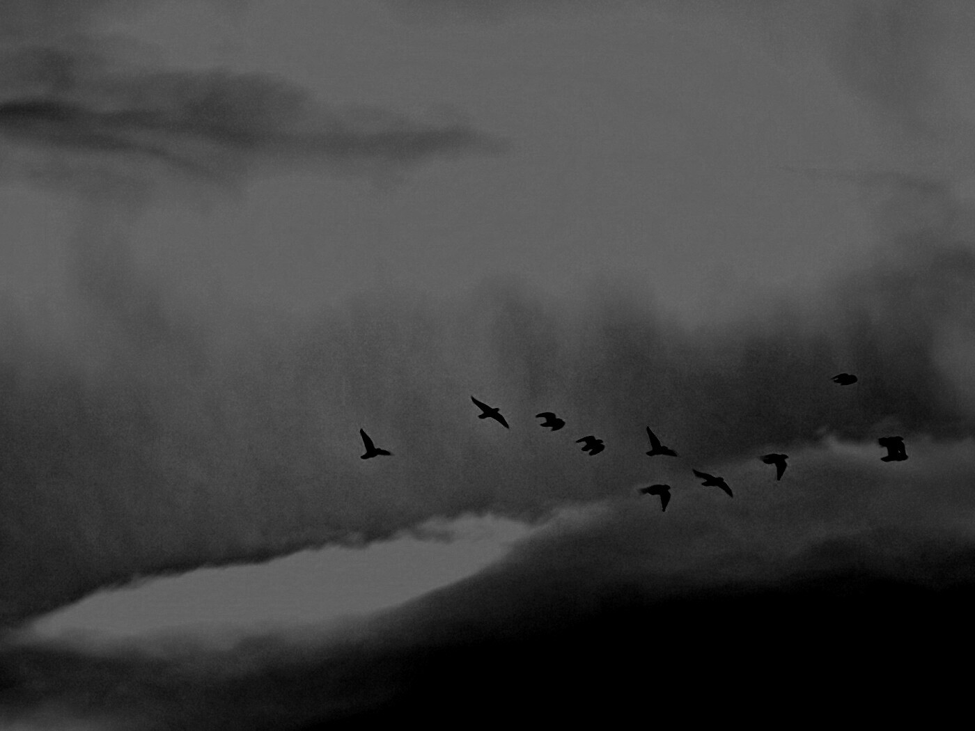 Птицы летят в закатном небе обои