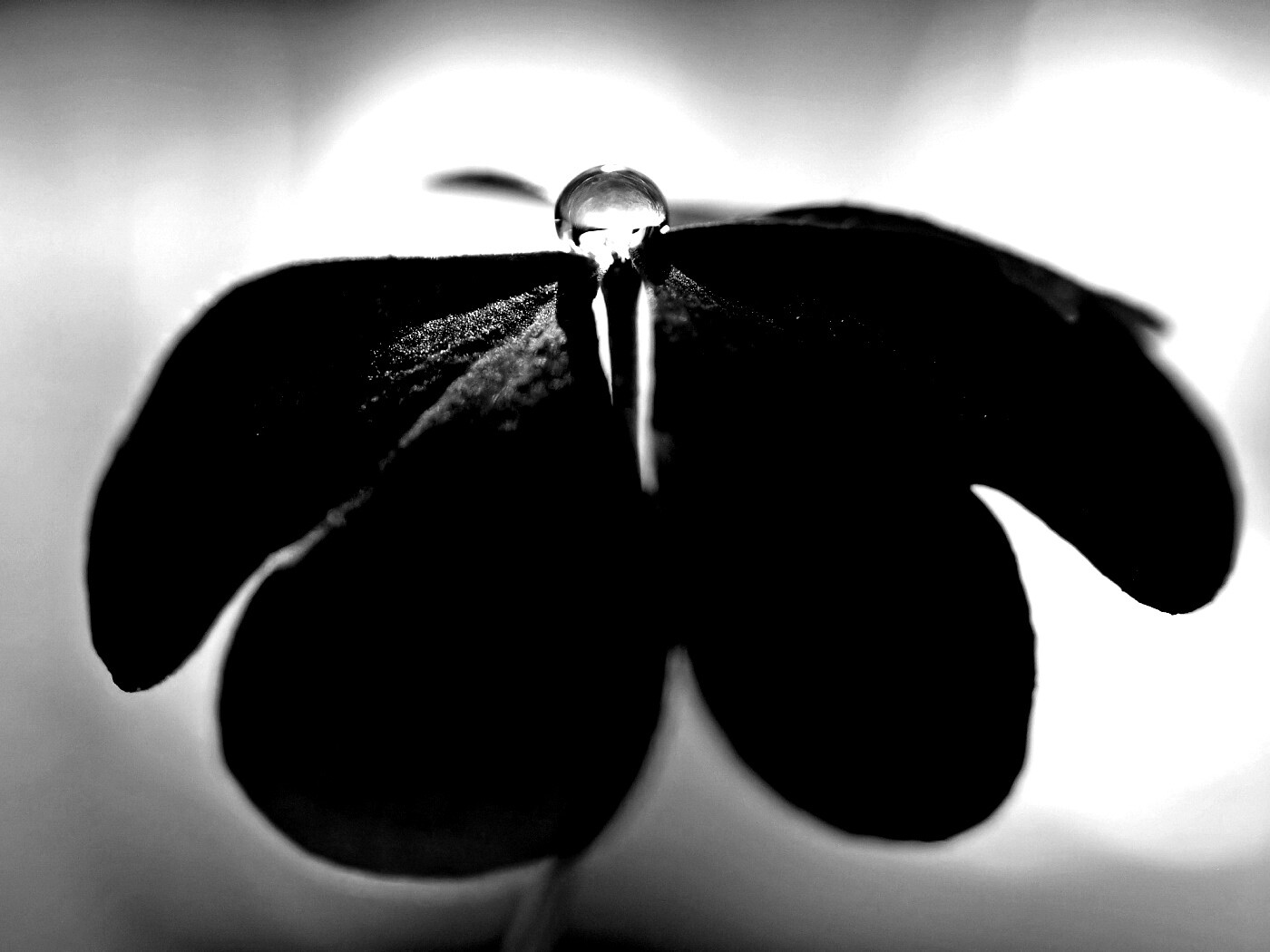 Зеленые листики и капелька воды обои