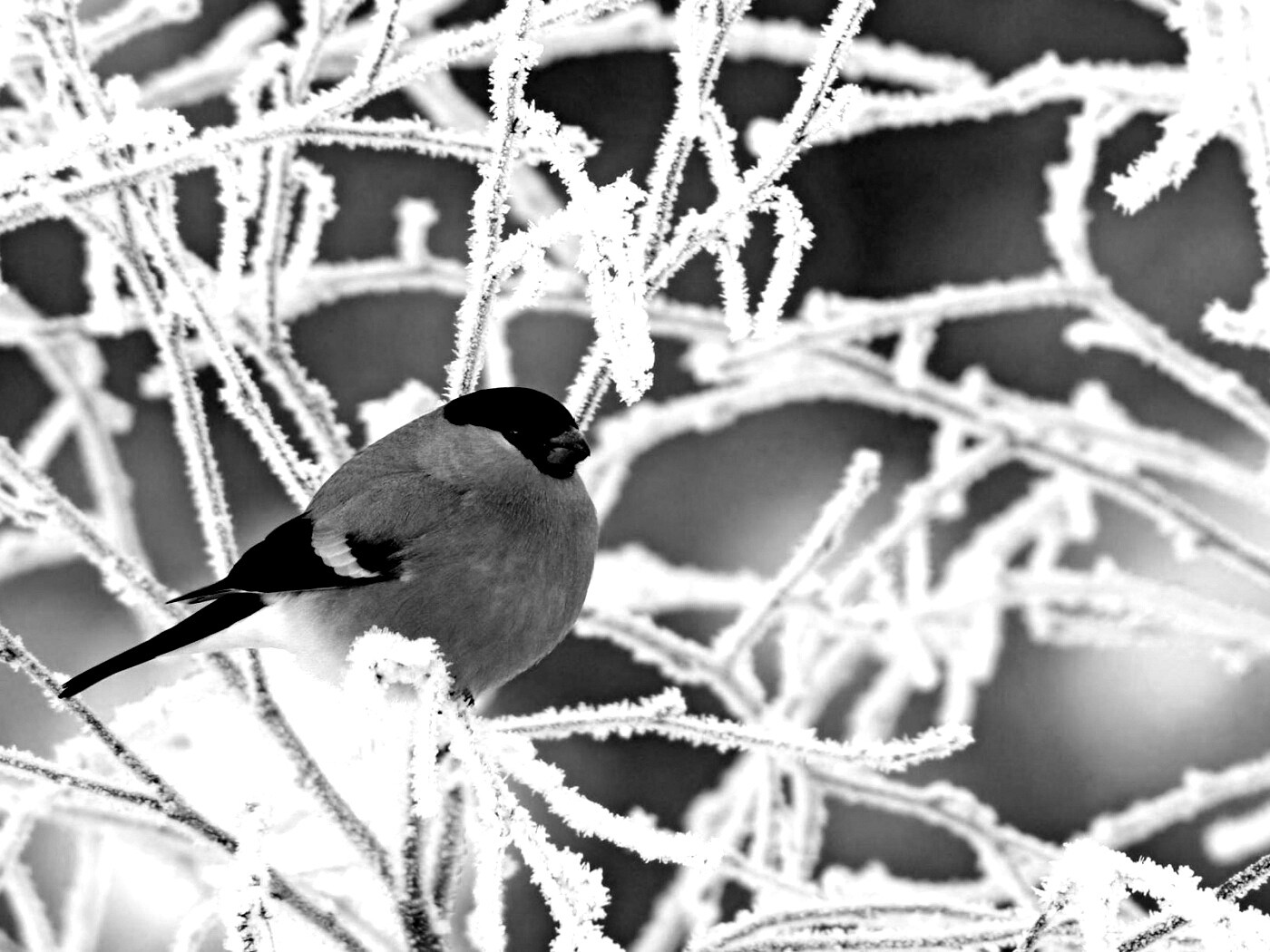 Снегирь на ветке обои