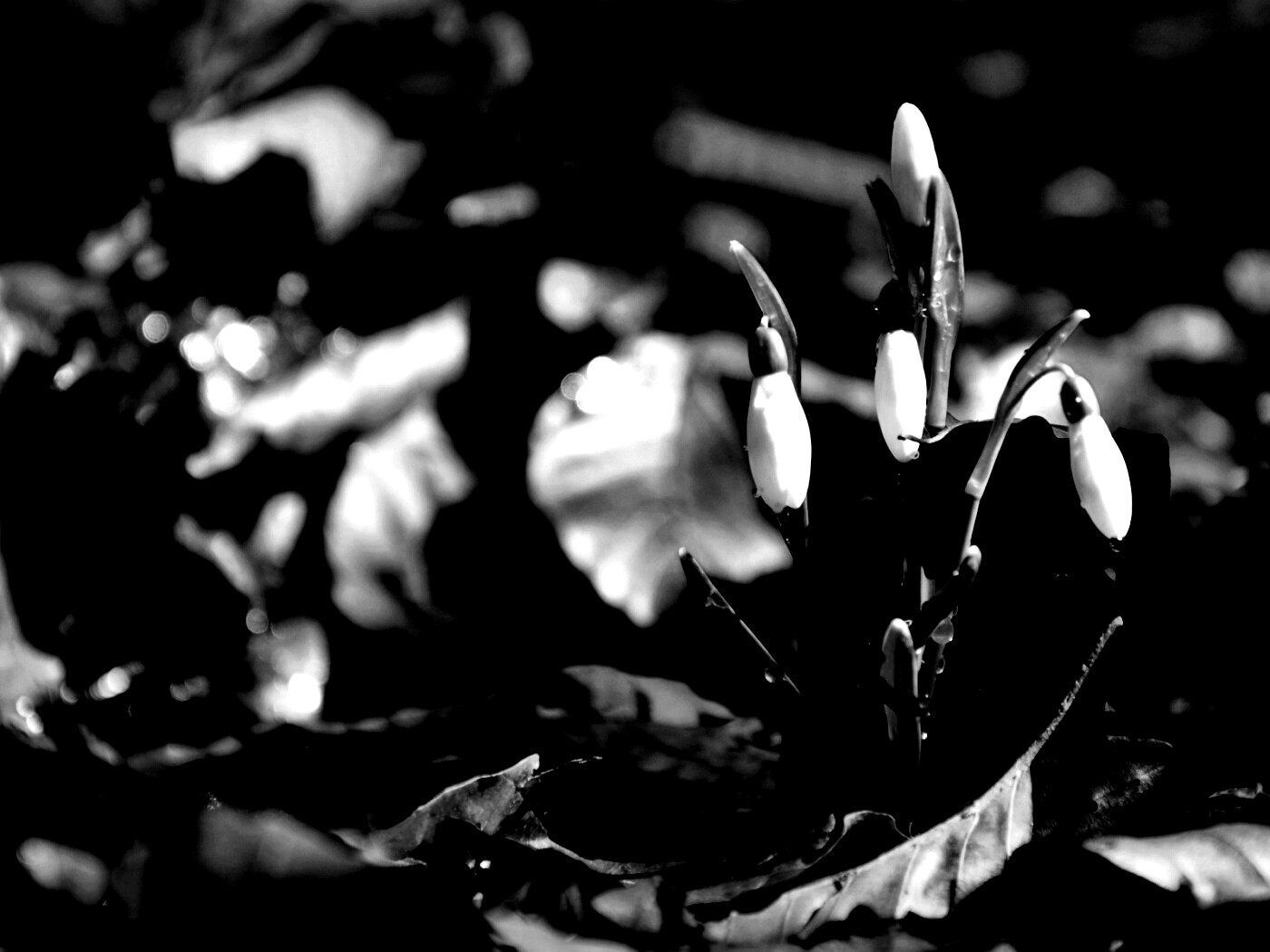 Первые весенние цветы обои