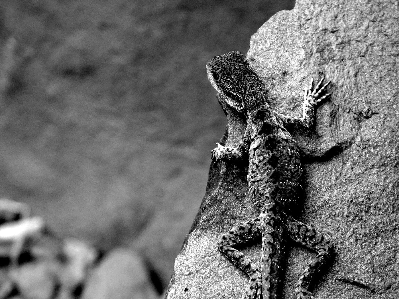 Ящерица на камне обои