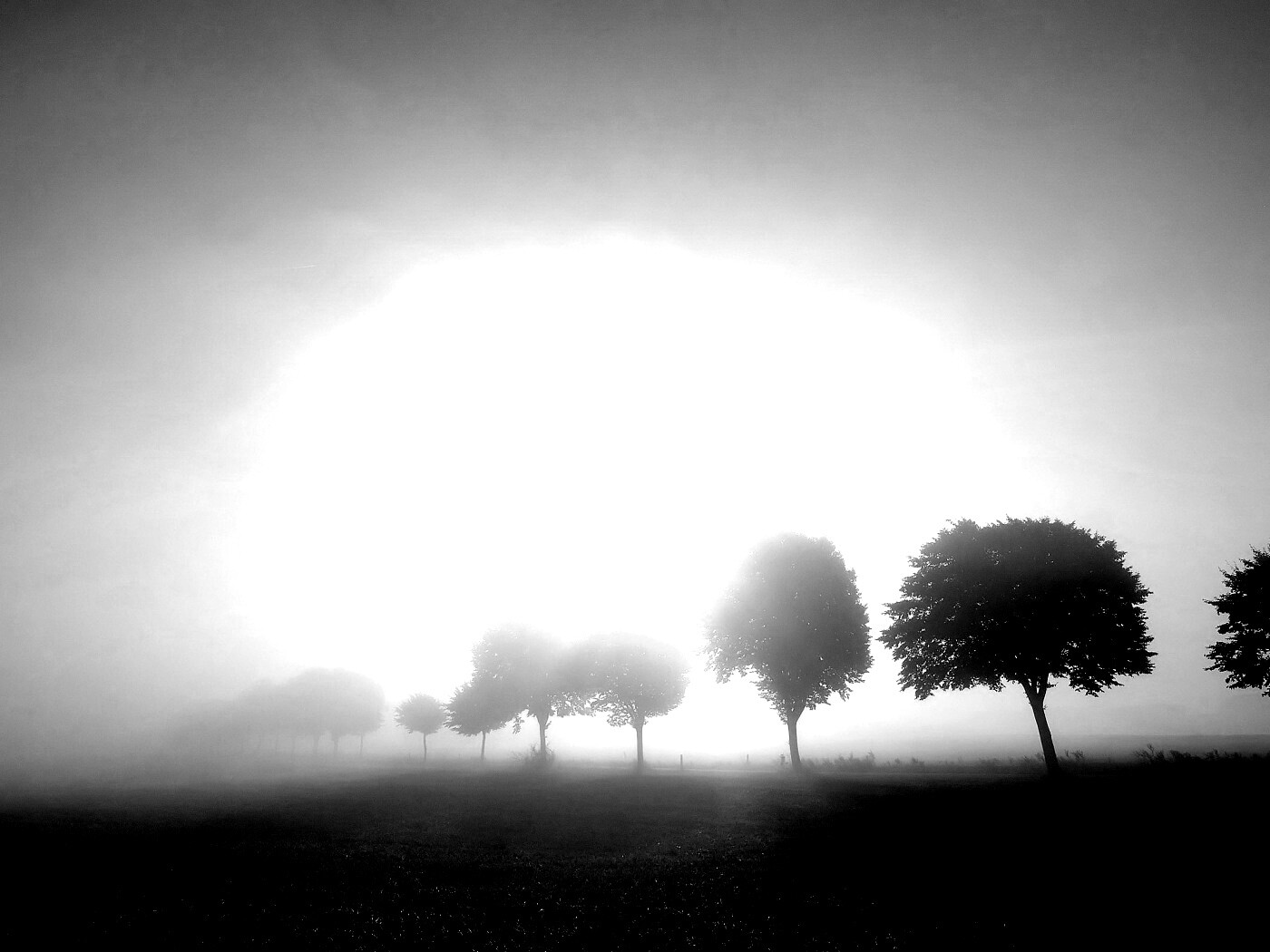 Деревья в поле обои