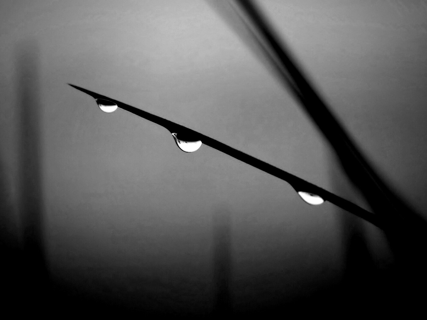 Трава после дождя обои