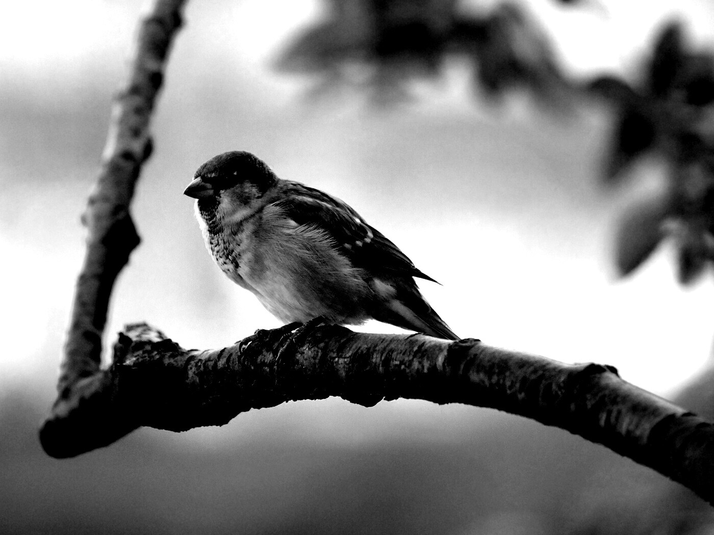 Птичка на ветке обои