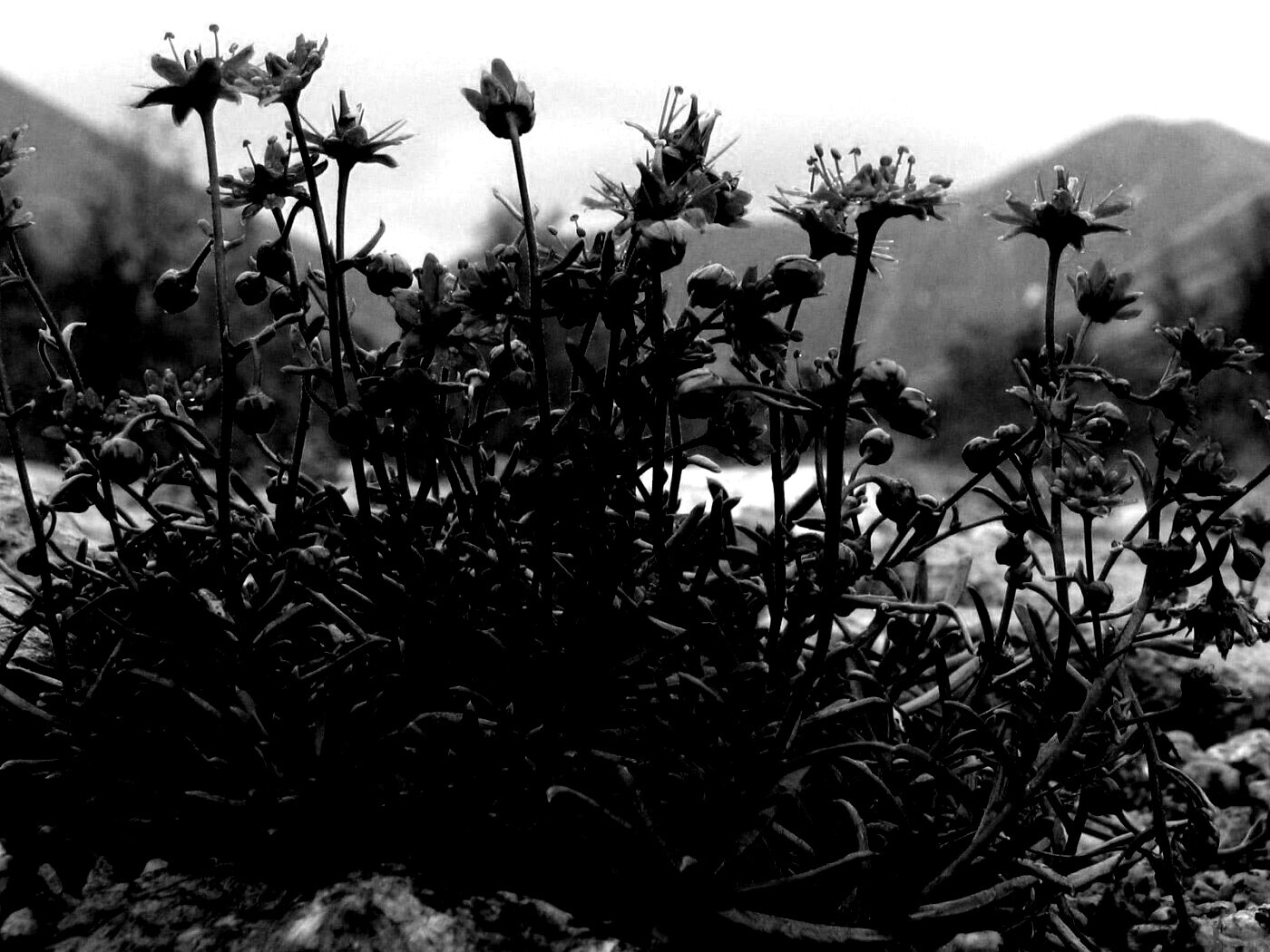 Горные цветы обои