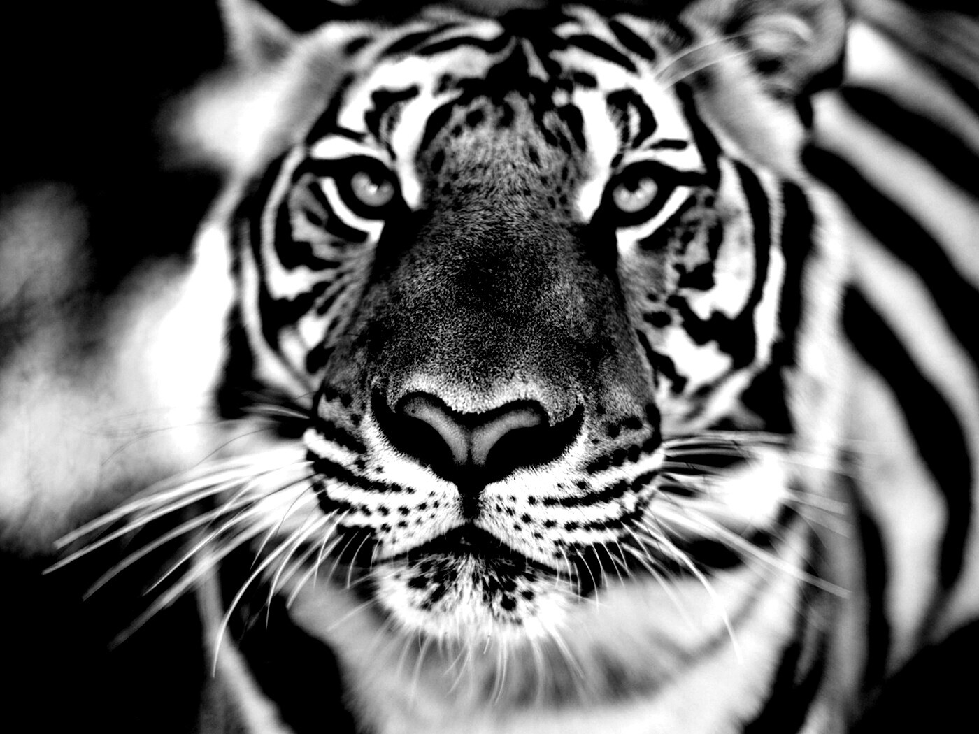 Красавец тигр обои