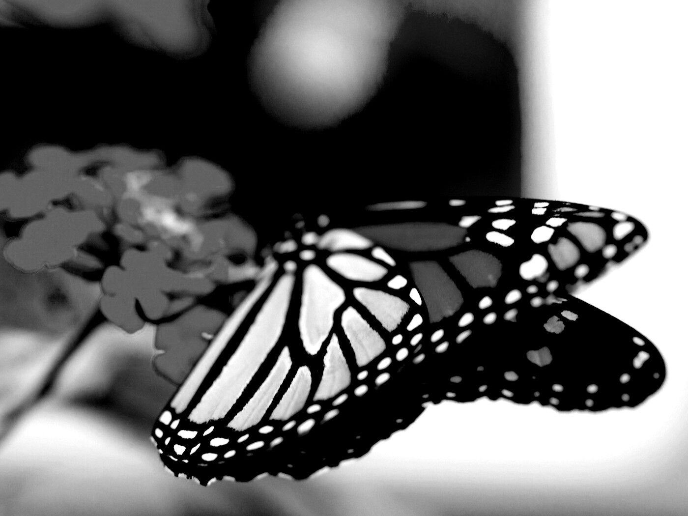 Бабочка на цветке в макро обои