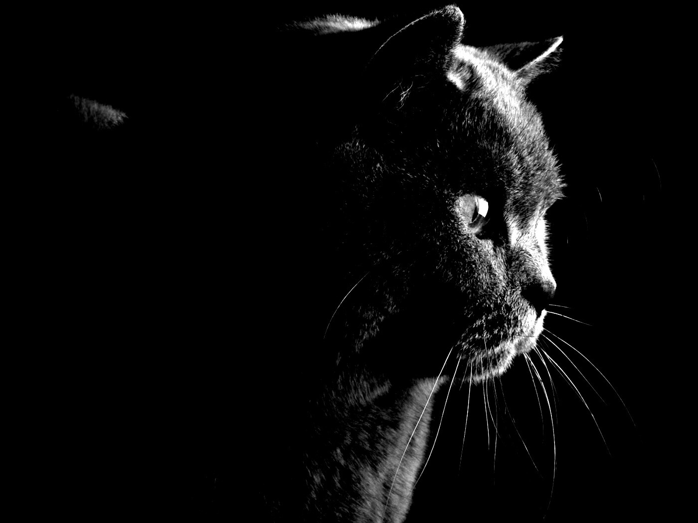 Плюшик  обои