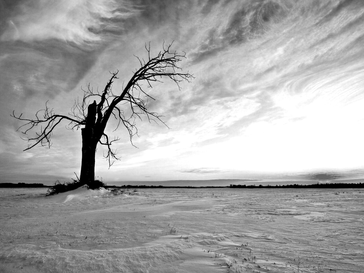Сломанное дерево в снежной тундре обои