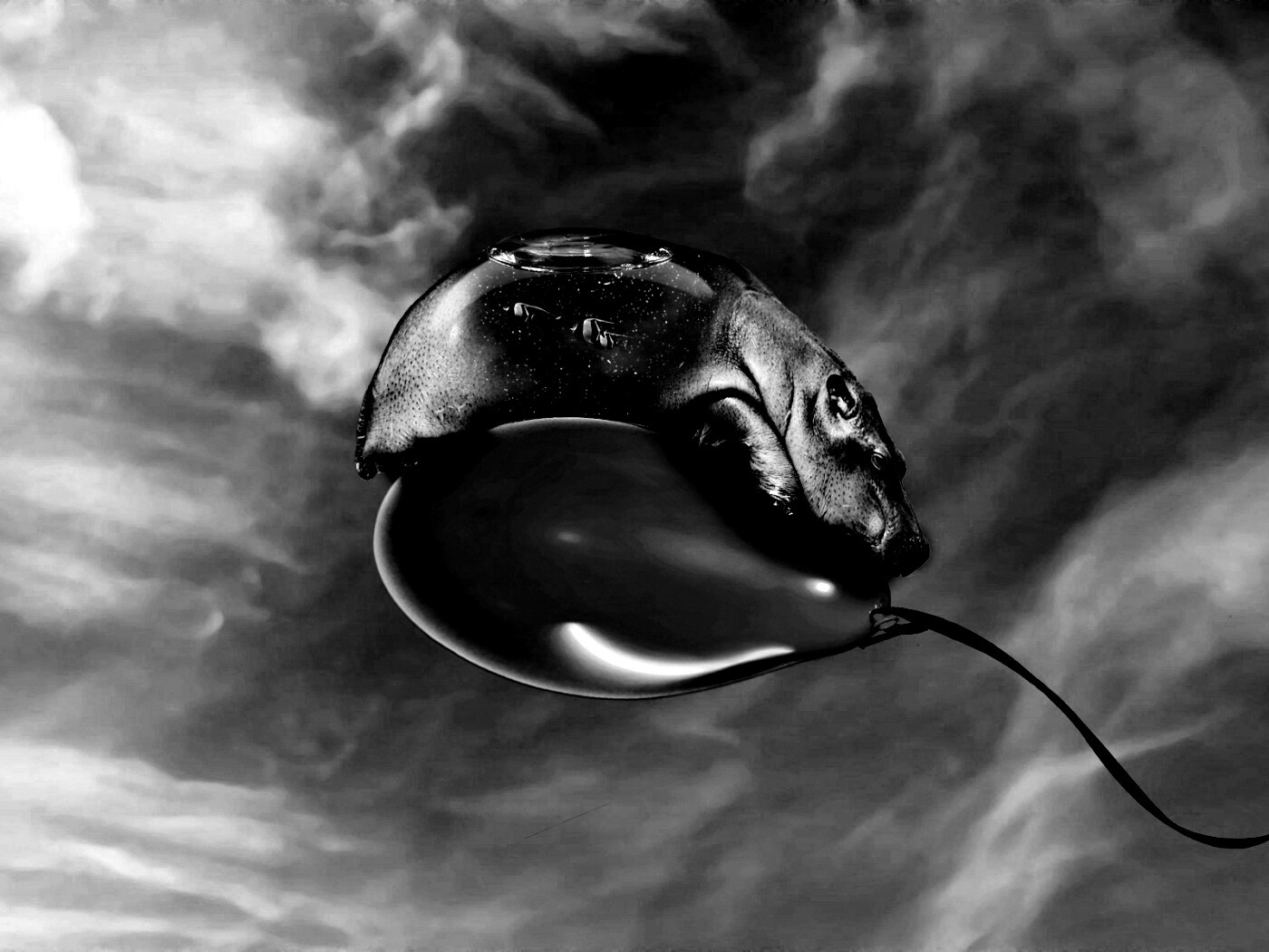 Водяной гиппопотам на шарике обои