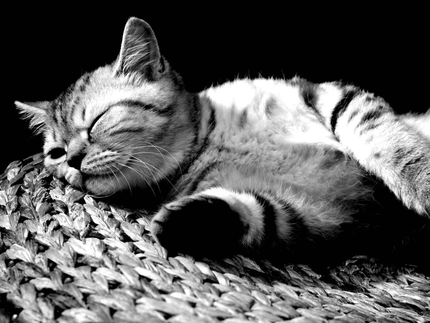 Пушистый кот спит на корзине обои