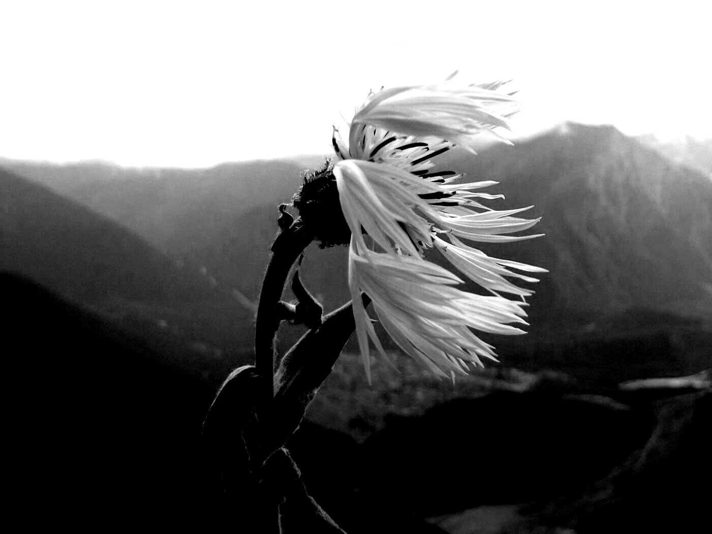 Горный цветок обои