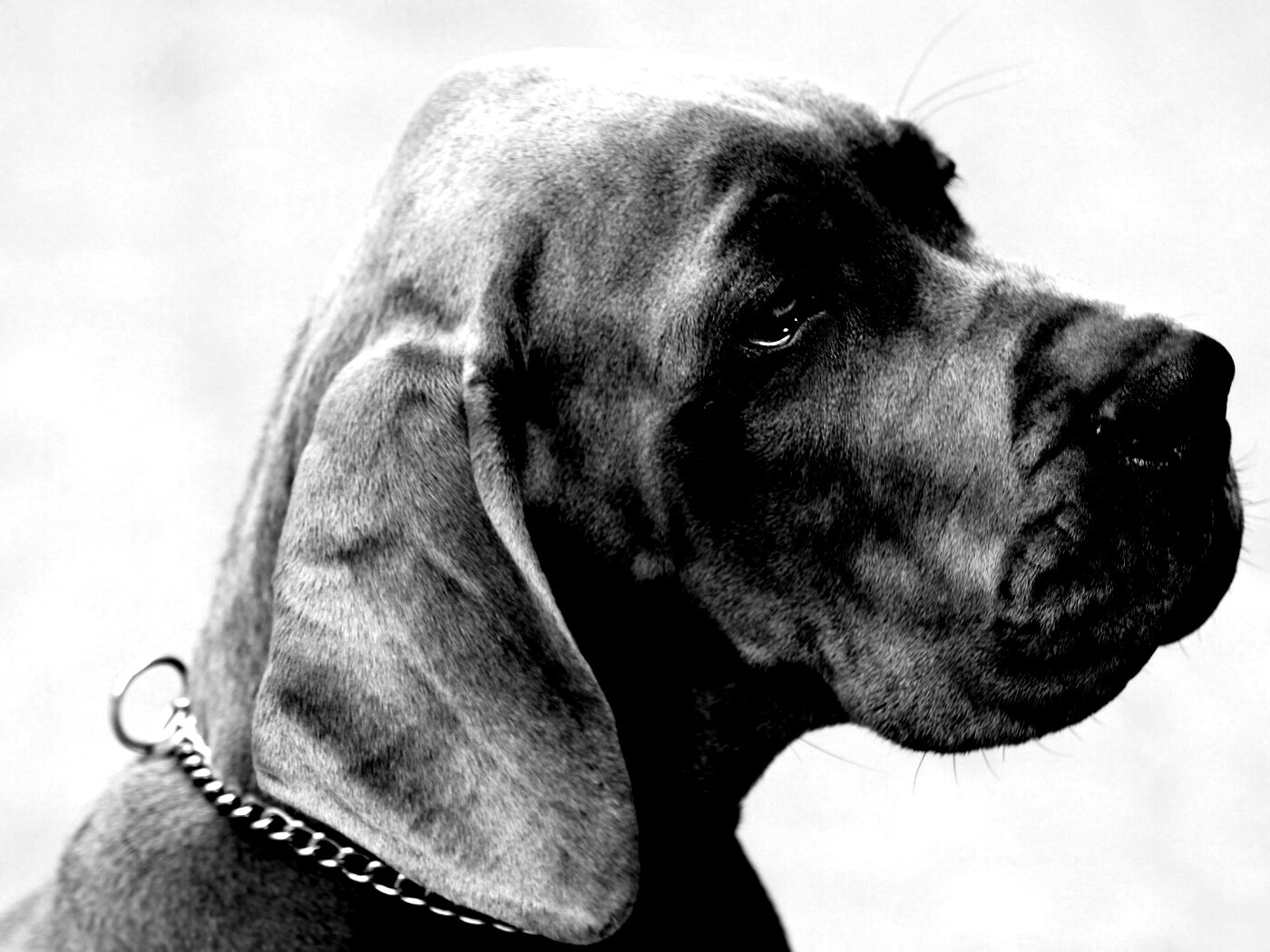 Грустная собака обои