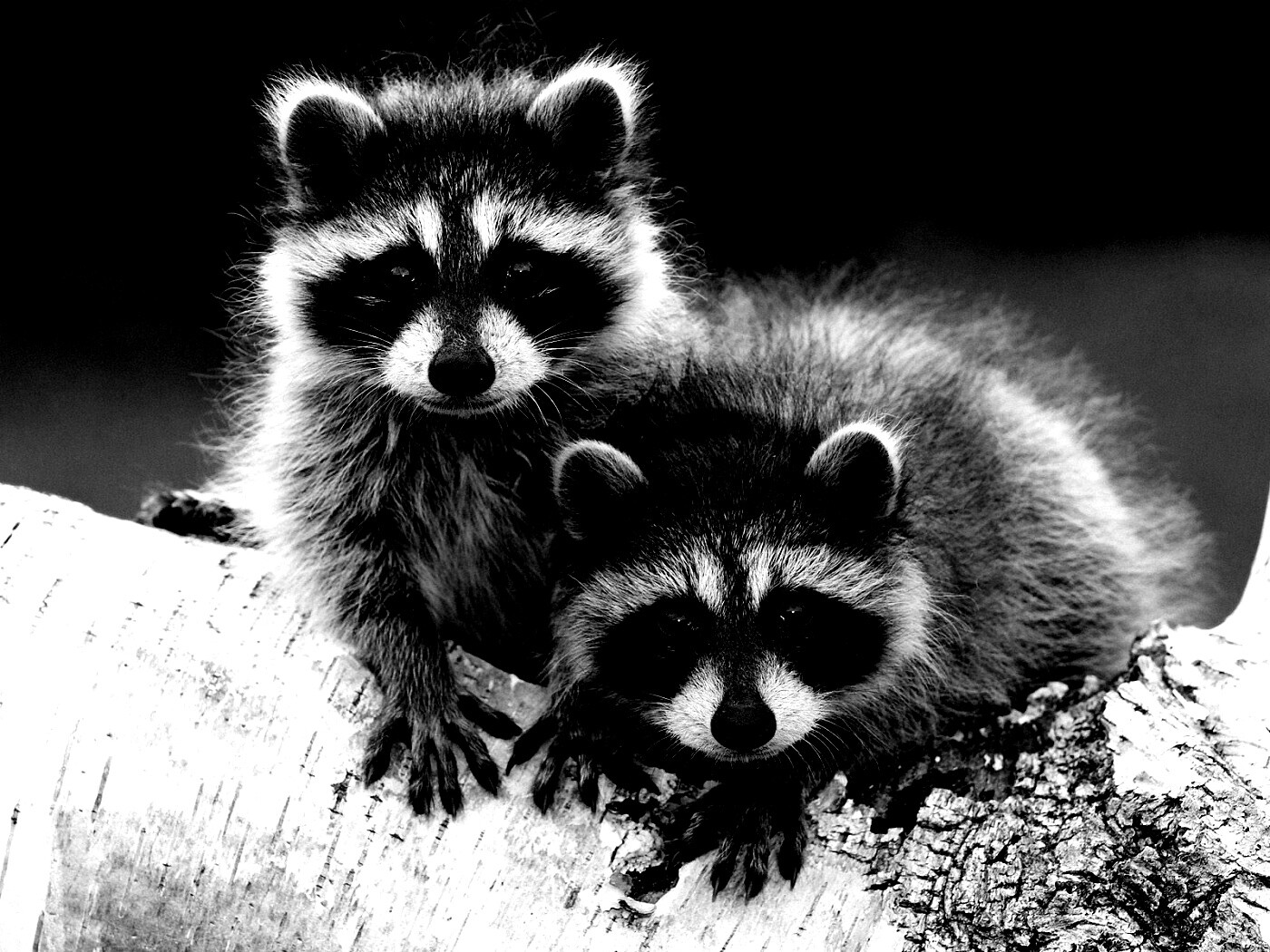 Полосатики обои