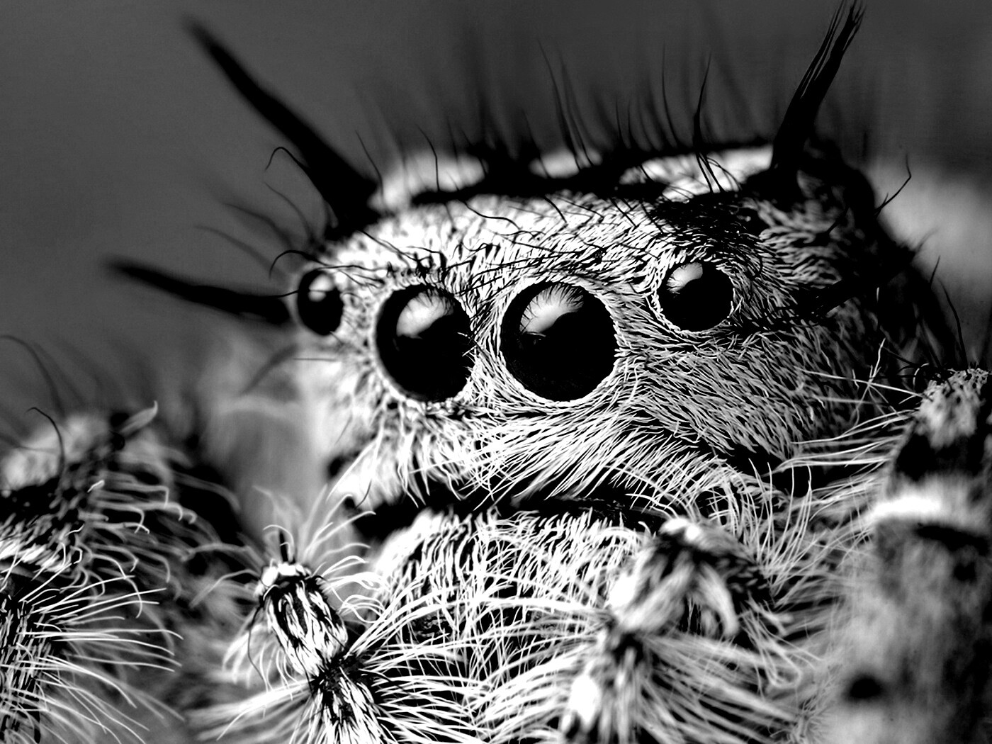 Паук в макро обои