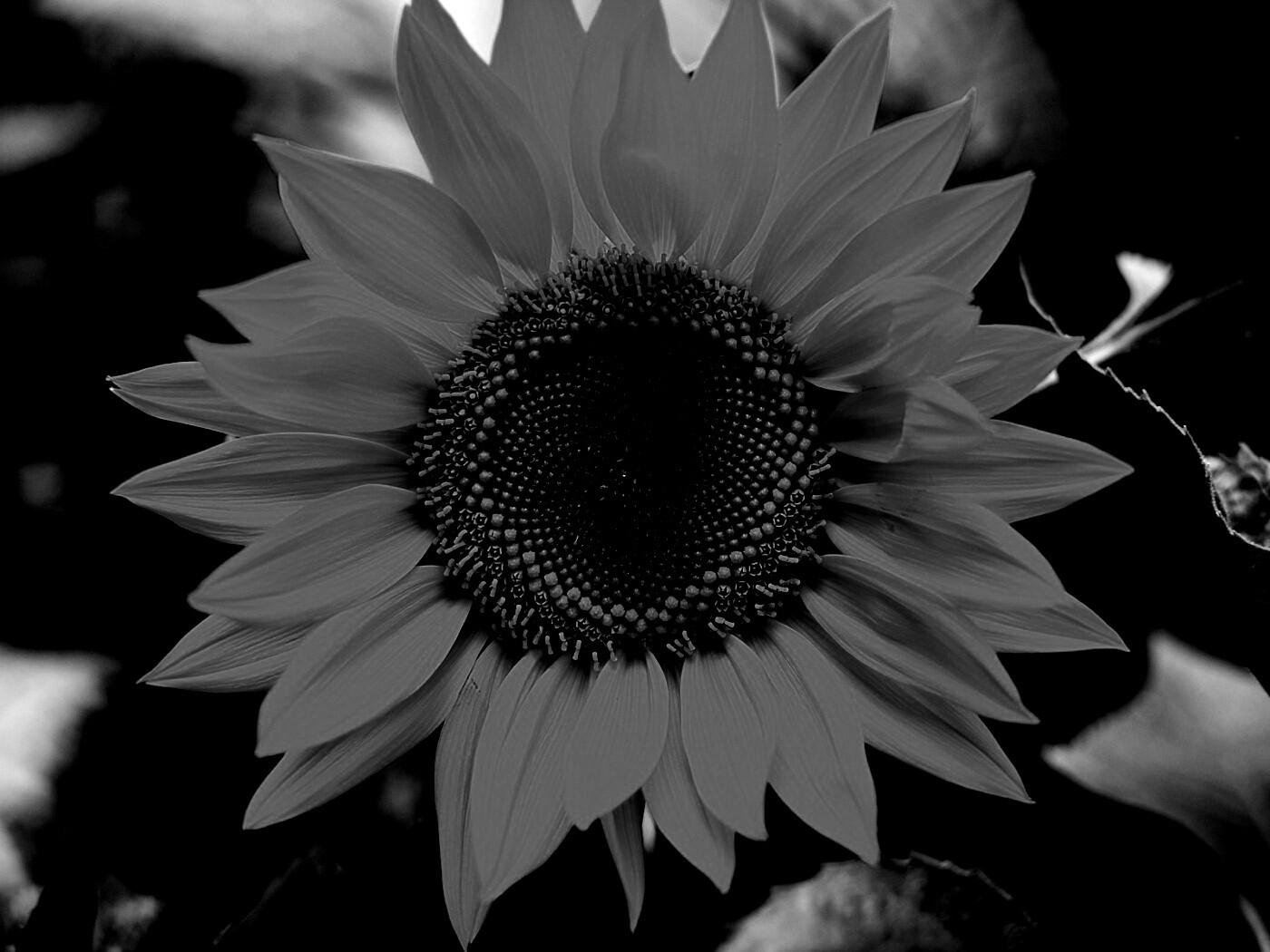 Подсолнух на поле обои