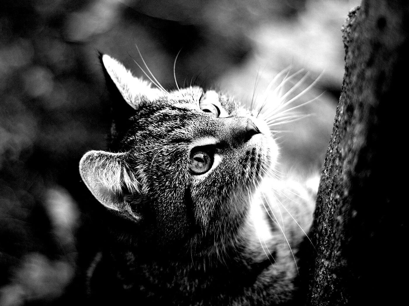 Кошак на дереве обои