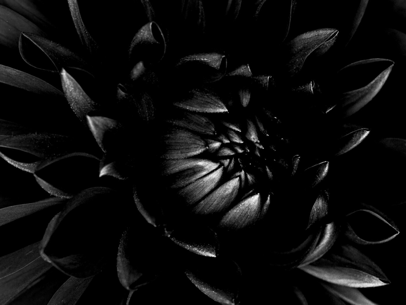 Цветок обои