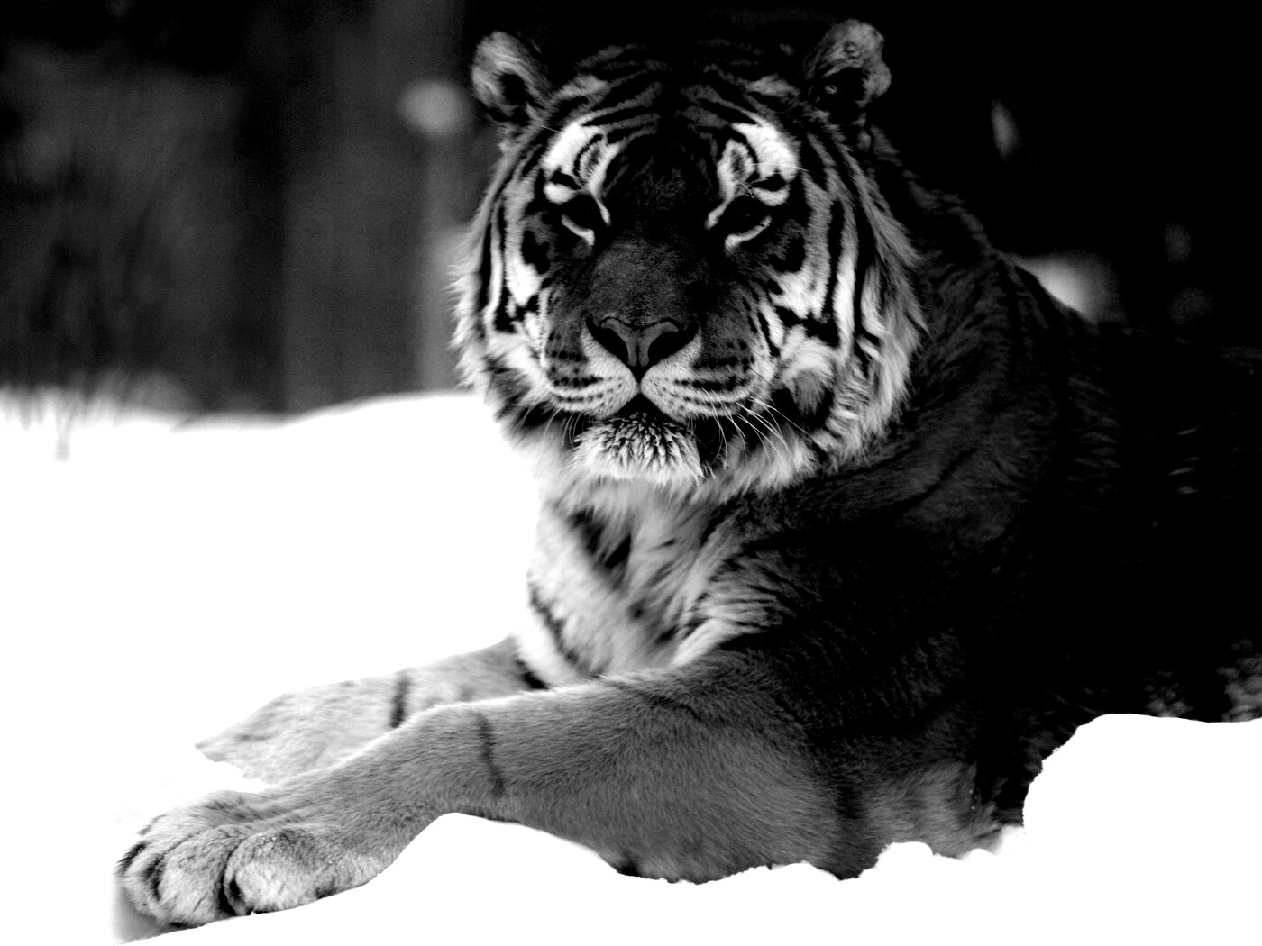 Тигр в снегу обои