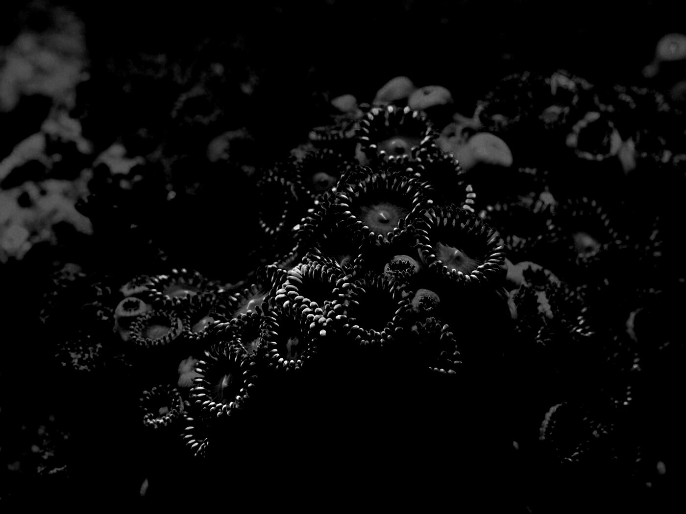 Морское дно обои