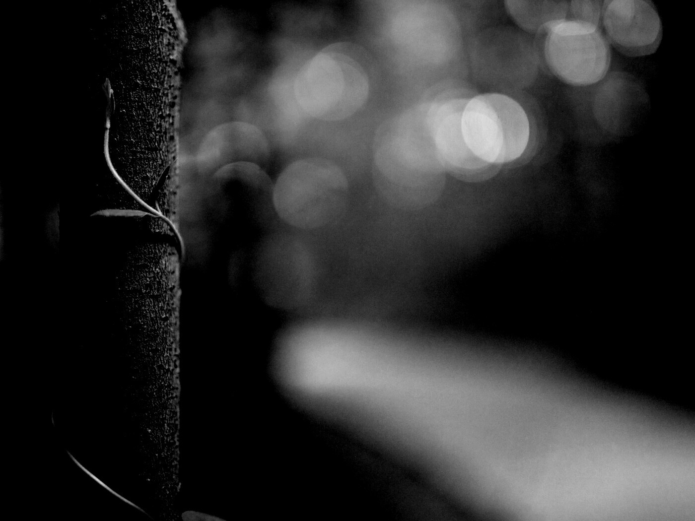 Стебелек на стволе деревца обои