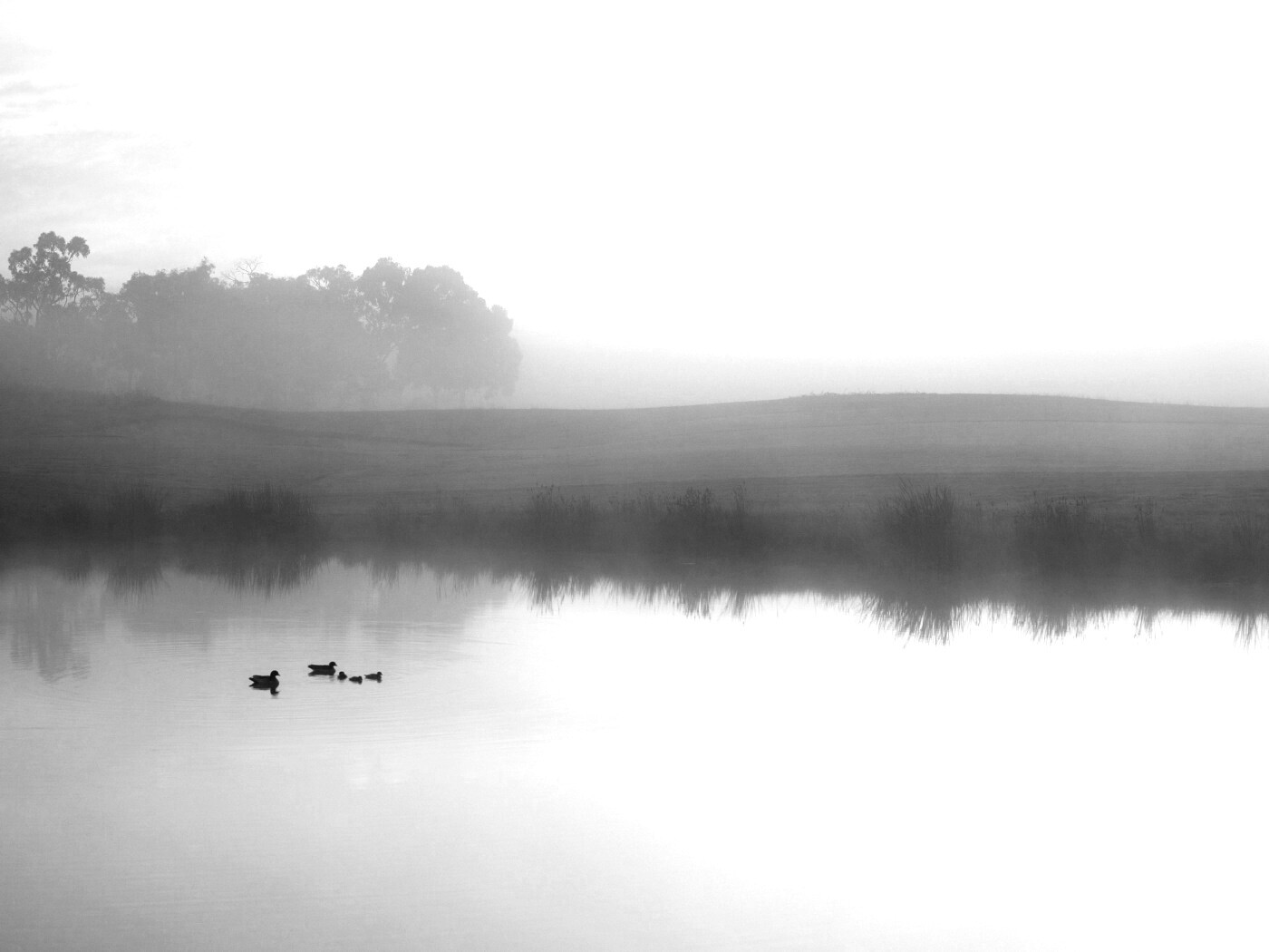 Ducks on a Misty Pond обои