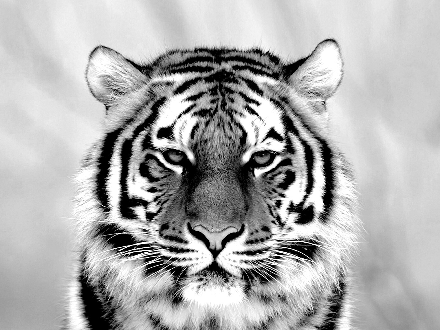 Красавец тигр обои