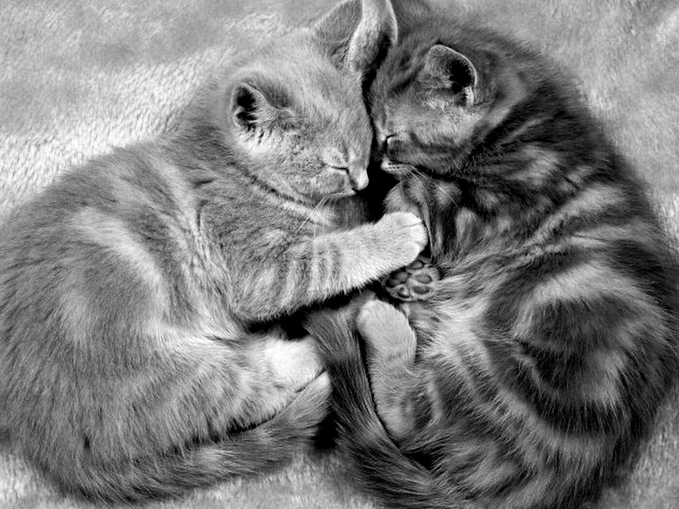 Рыжие котята в обнимку обои