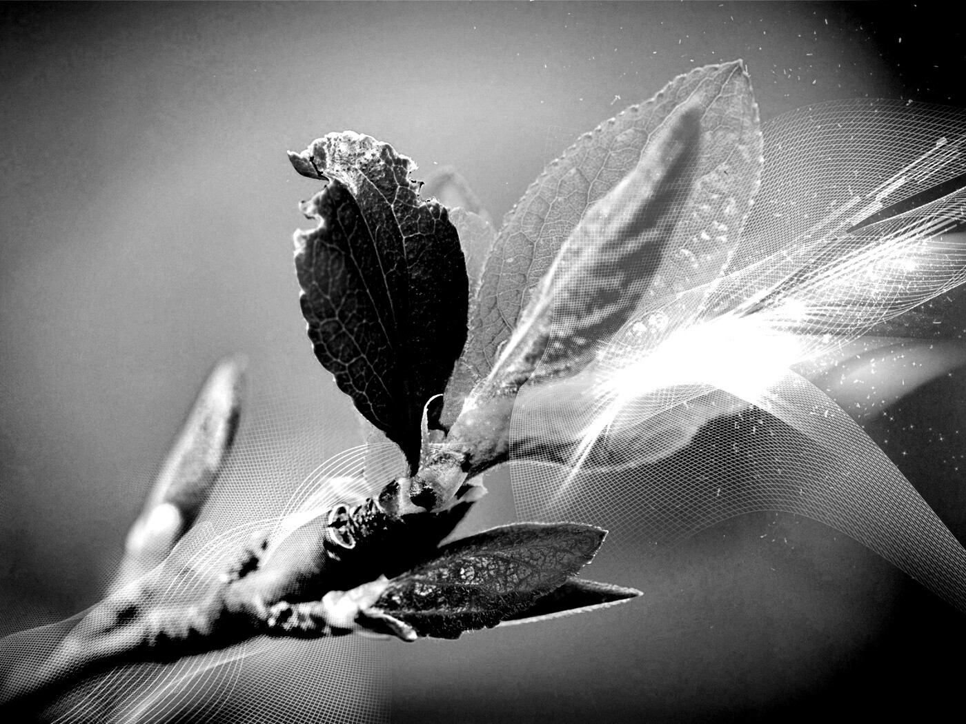 Разноцветные листья обои