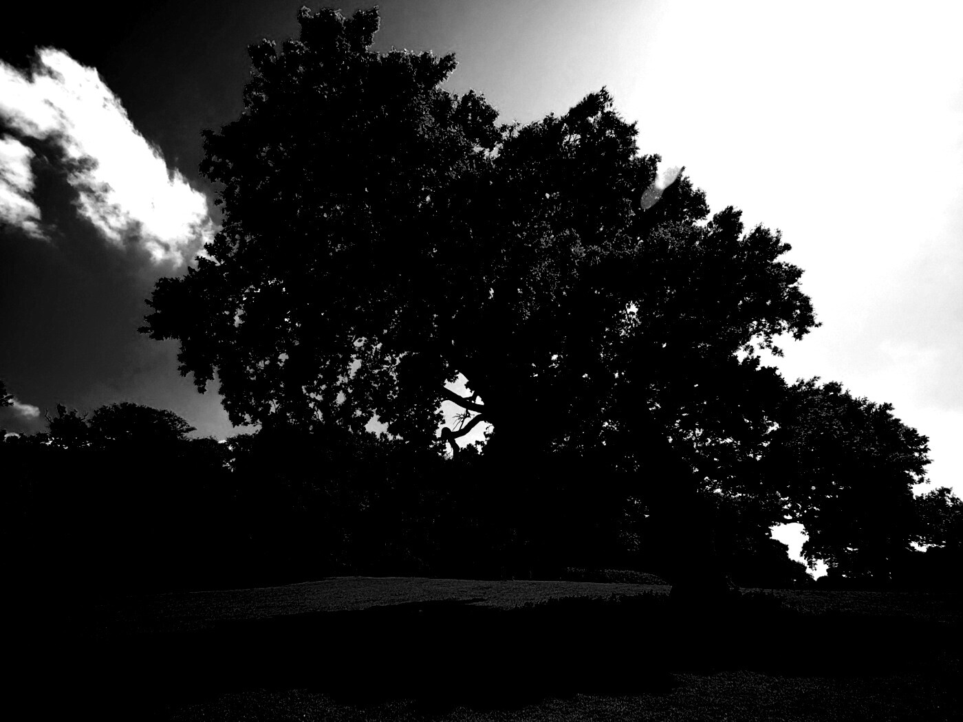 Большое зеленое дерево на лужайке обои