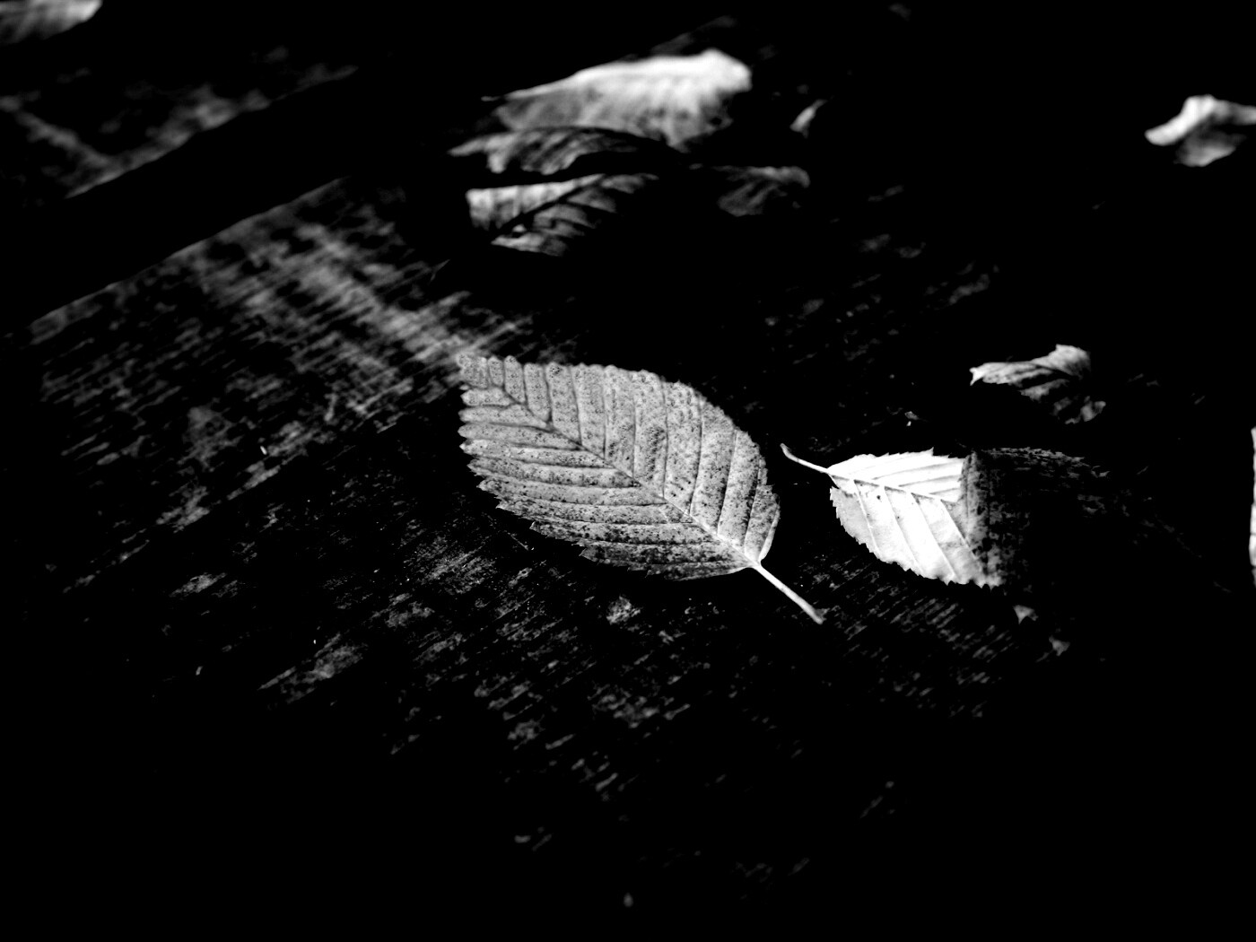 Опавшая листва обои