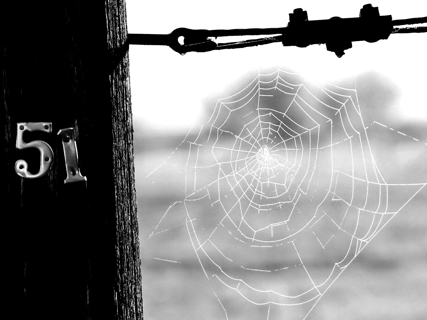 Паутина 51 обои