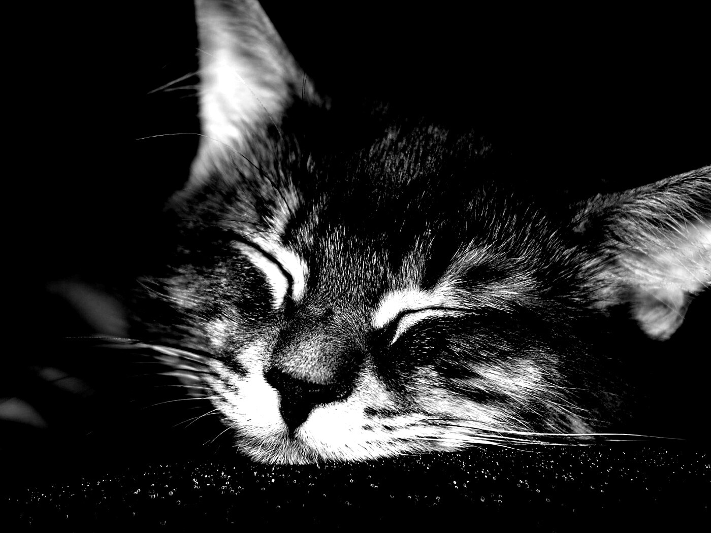 Спяший кот обои