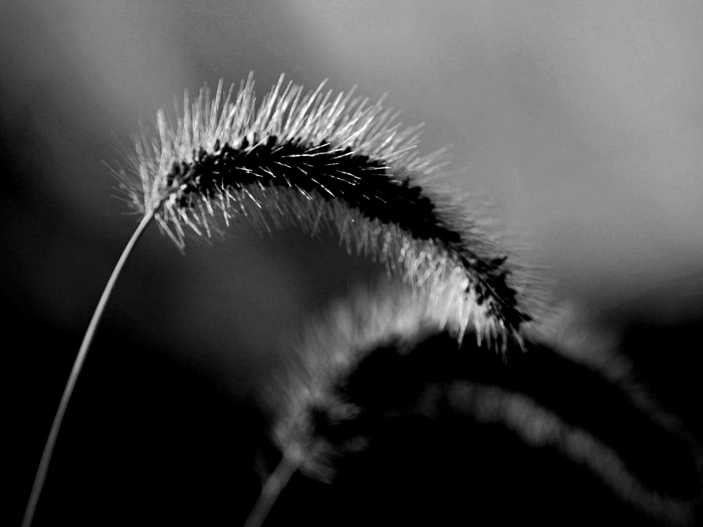 Травинка обои