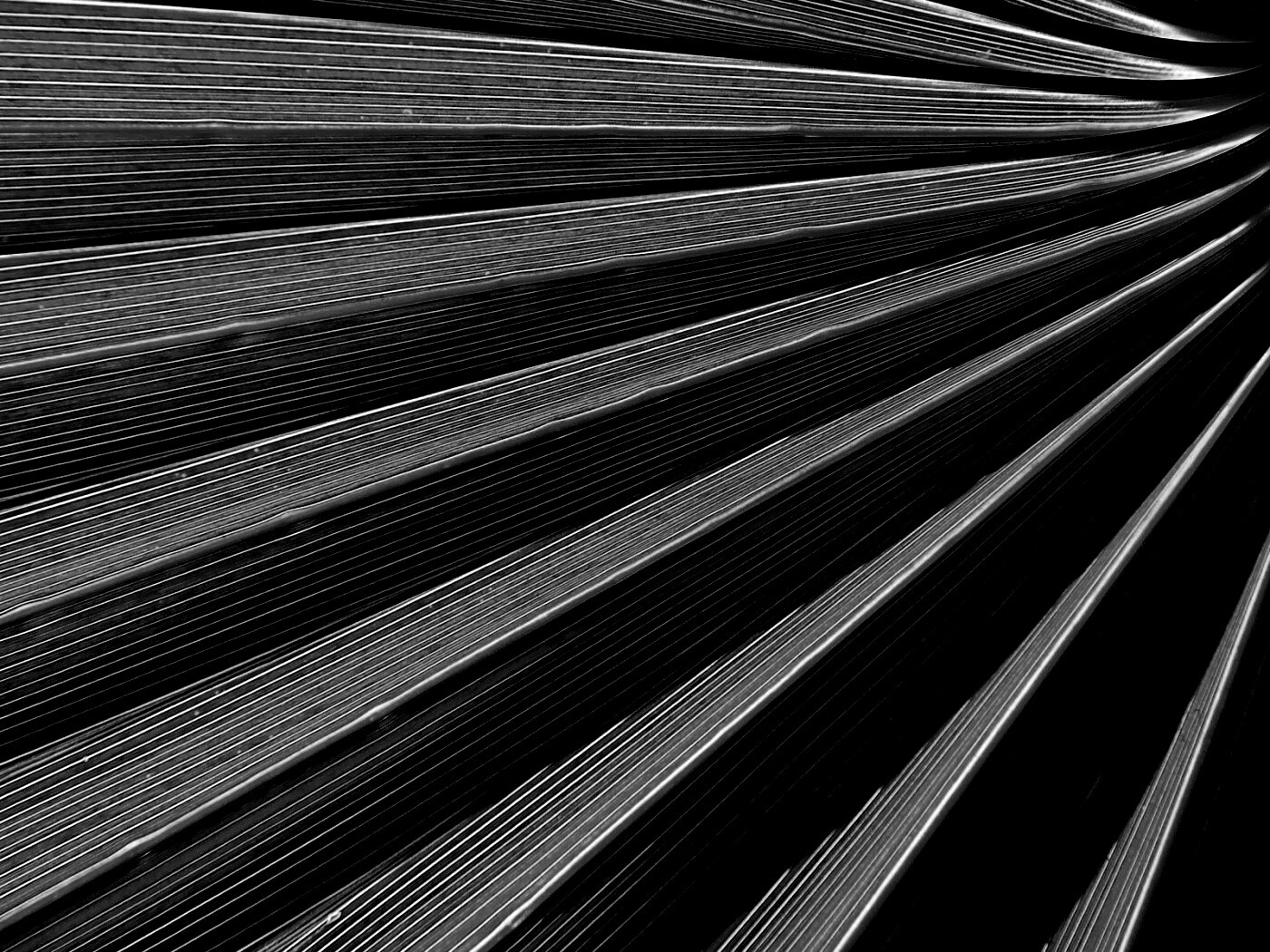 Зеленый пальмовый лист обои