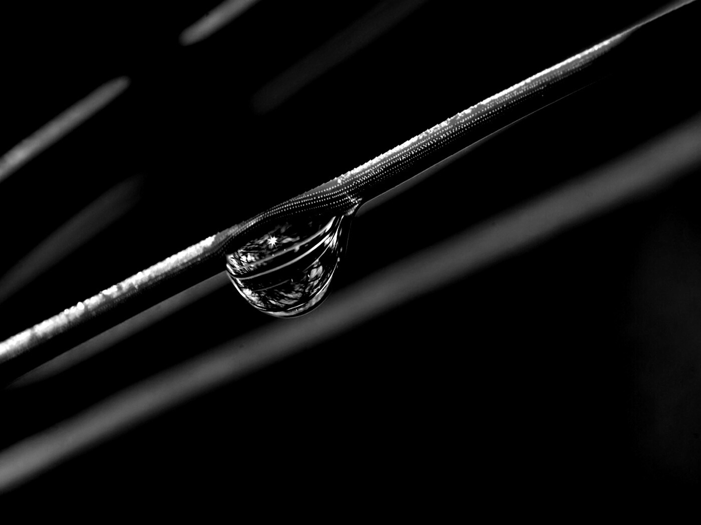 Капелька воды на стебле обои