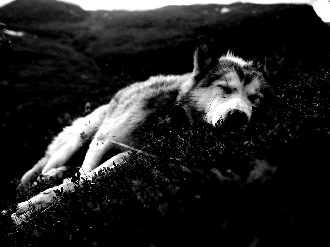 Лапа в цветах обои