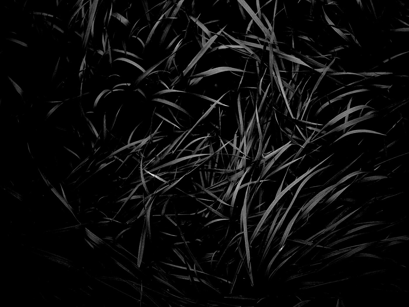 Блеклая трава обои