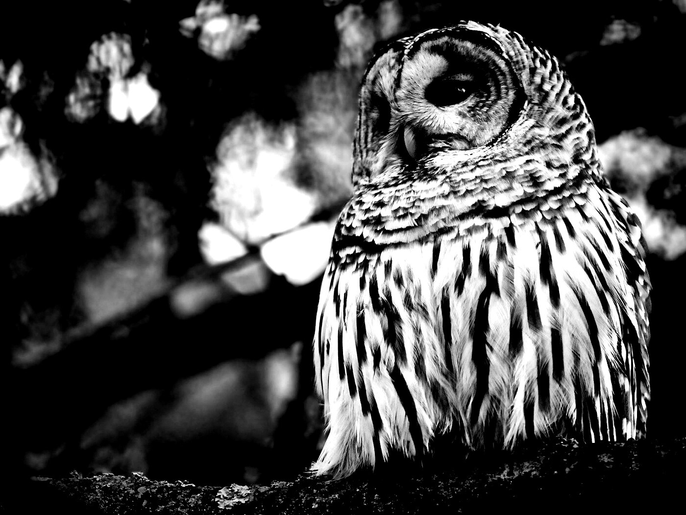 Сова на ветке обои