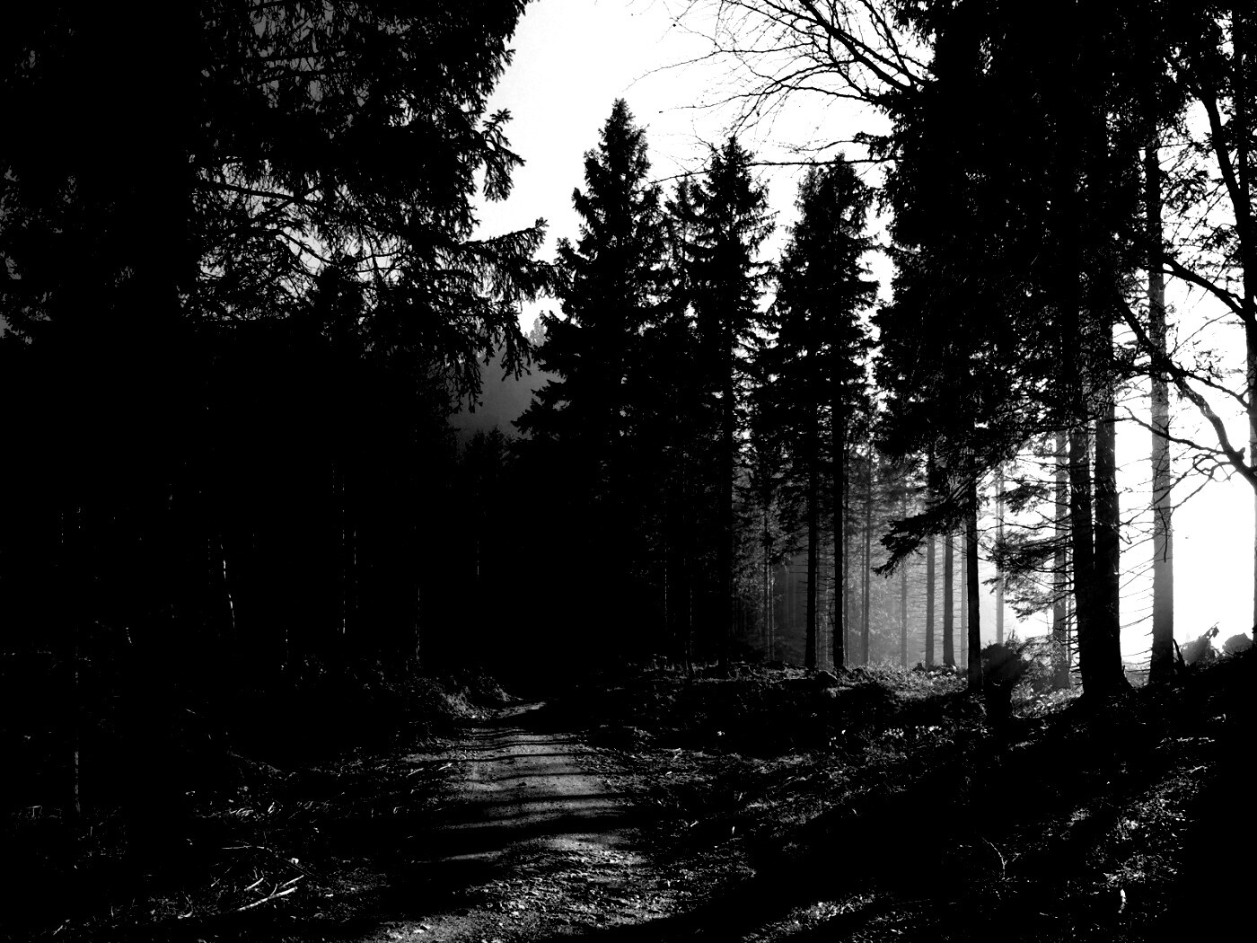 Лесная дорога обои