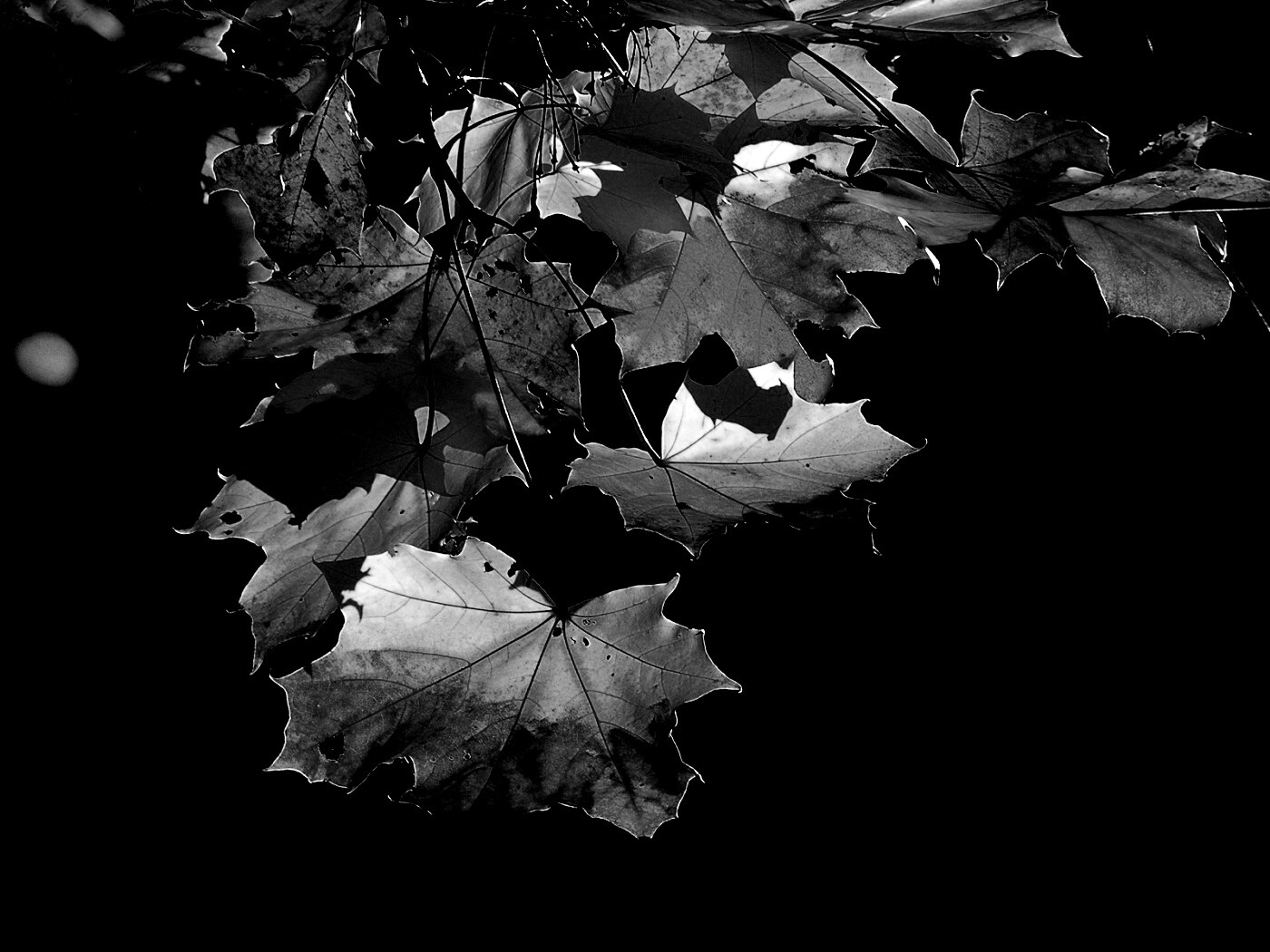 Колоритные осенние листья обои